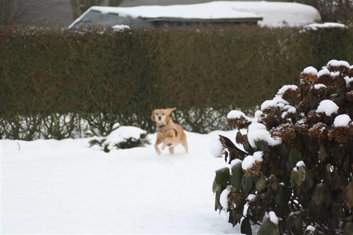 Blanding af racer trixie billede 14