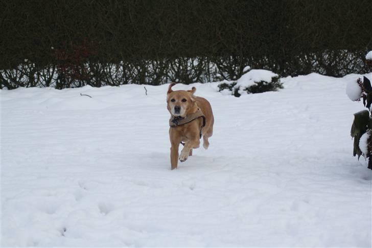 Blanding af racer trixie billede 15