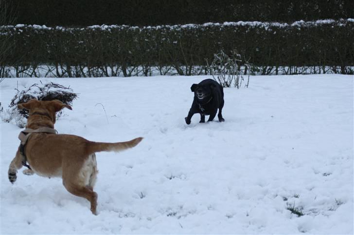 Blanding af racer trixie billede 16