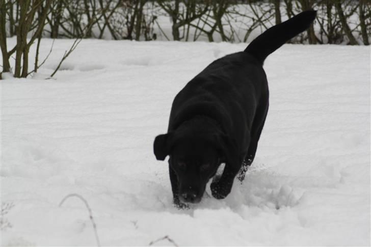 Blanding af racer tayson  billede 1