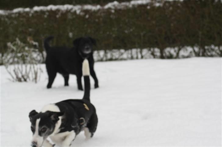 Blanding af racer tayson  billede 2