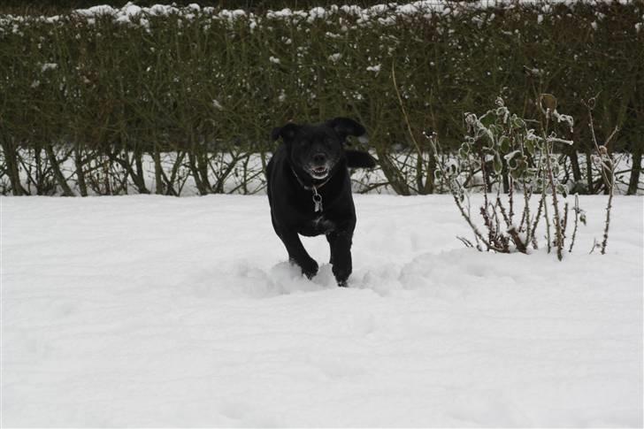 Blanding af racer tayson  billede 3