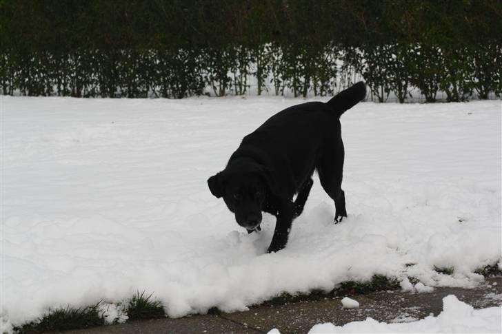 Blanding af racer tayson  billede 4