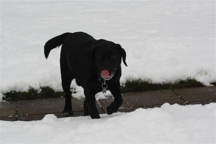 Blanding af racer tayson  billede 5