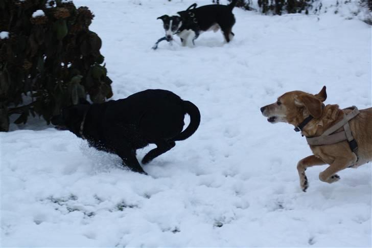 Blanding af racer tayson  billede 6