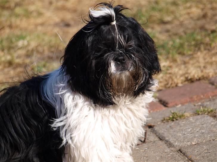 Shih tzu Manse billede 1