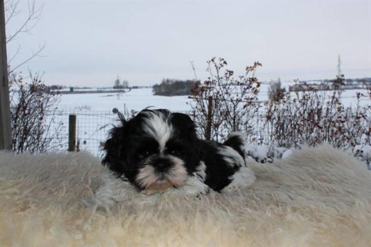 Shih tzu Manse billede 2