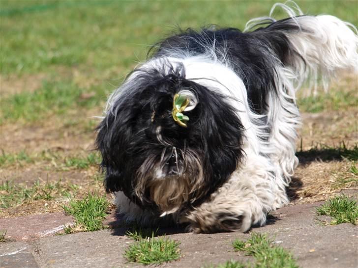 Shih tzu Manse - D. 11.04.11 billede 3