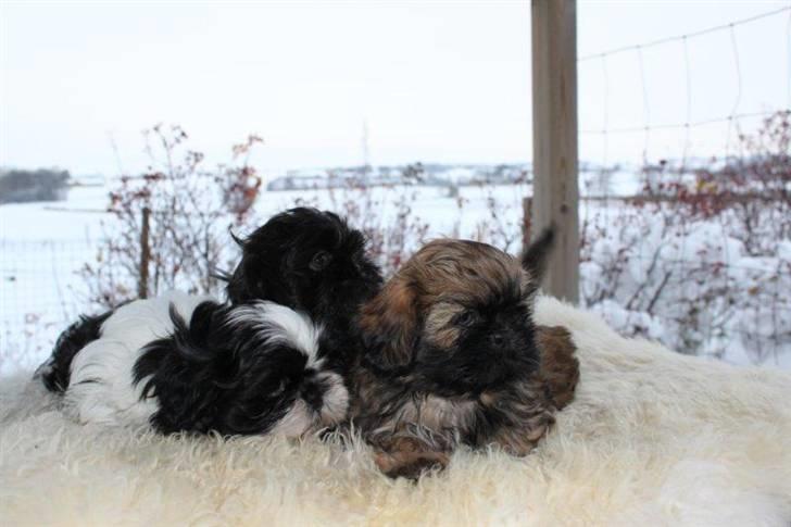 Shih tzu Manse - Mig og mine søskende.  billede 4