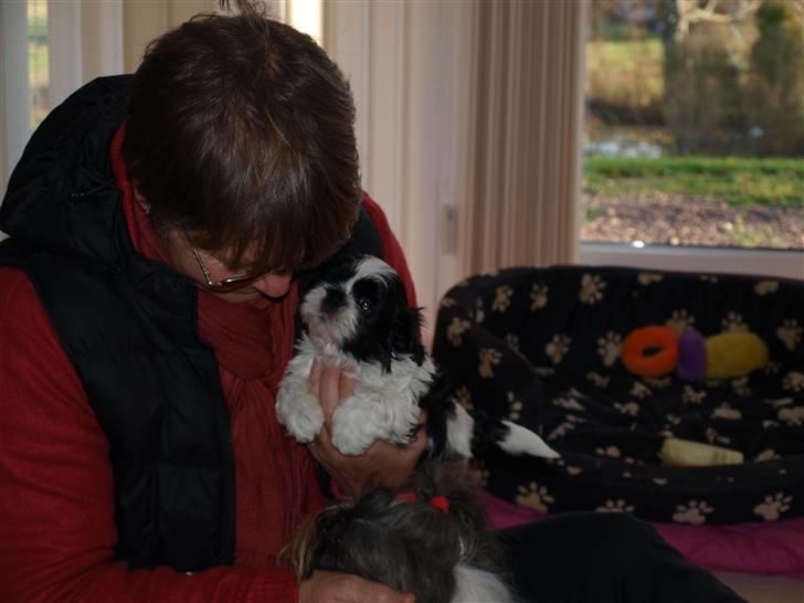 Shih tzu Manse billede 5