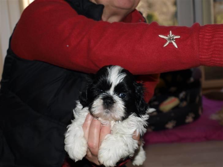 Shih tzu Manse billede 6