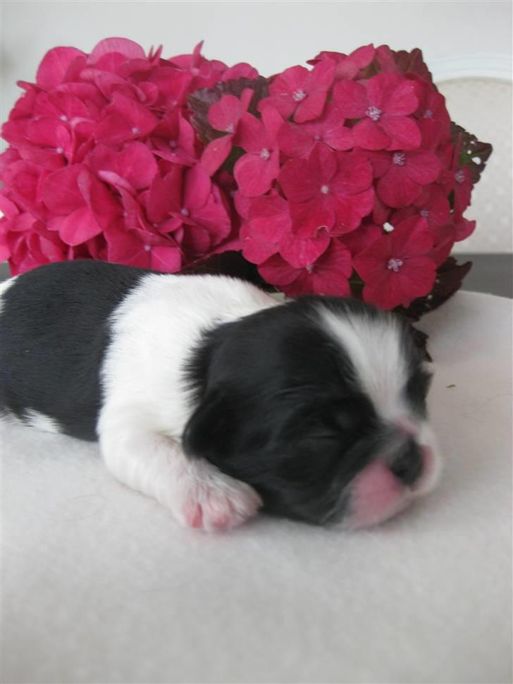 Shih tzu Manse billede 7