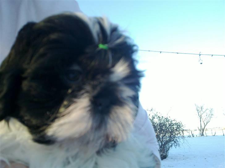 Shih tzu Manse billede 8