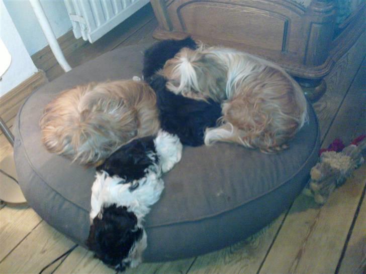 Shih tzu Manse billede 9