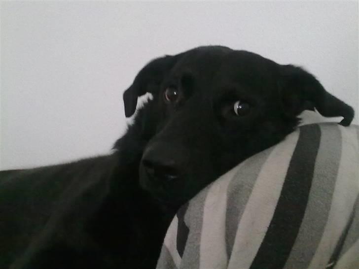 Blanding af racer Bølle - R.i.p <3 billede 2