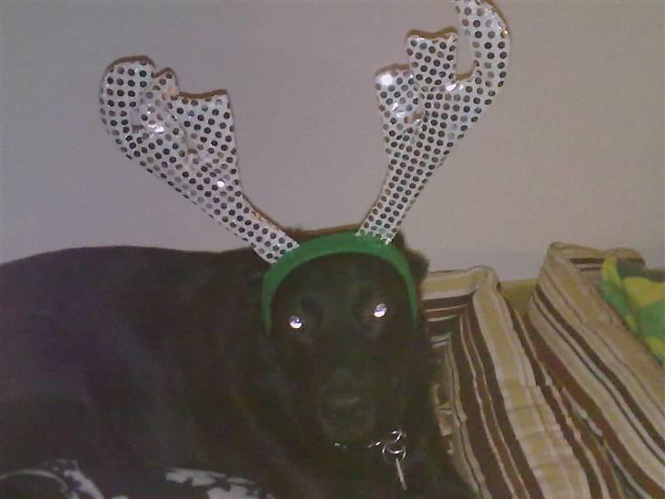 Blanding af racer Bølle - R.i.p <3 billede 3