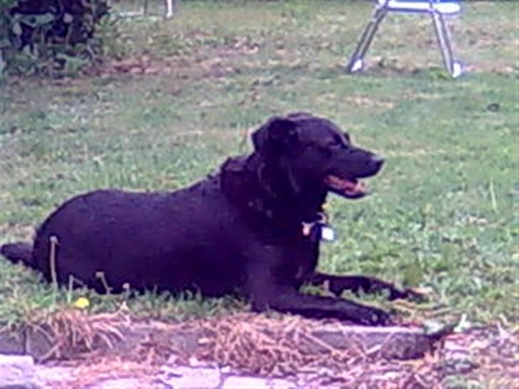 Blanding af racer Bølle - R.i.p <3 billede 4