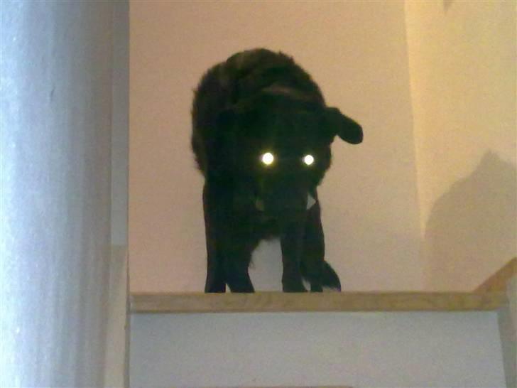 Blanding af racer Bølle - R.i.p <3 billede 5