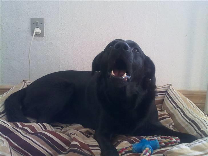 Blanding af racer Bølle - R.i.p <3 billede 6