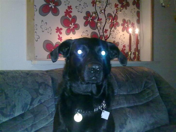 Blanding af racer Bølle - R.i.p <3 billede 7