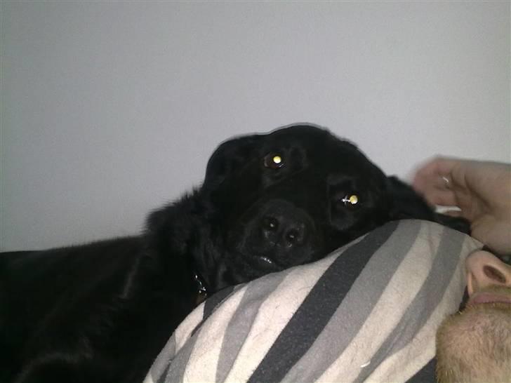 Blanding af racer Bølle - R.i.p <3 billede 8