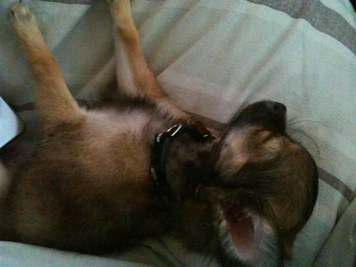 Chihuahua Coco - Total afslapning !! billede 7