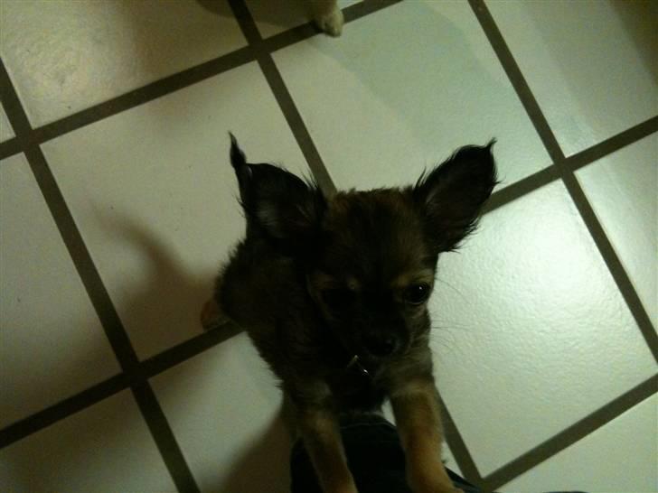 Chihuahua Coco - Ja, man kan heller ikke få lov til at gå på toilet uden publikum :p billede 8