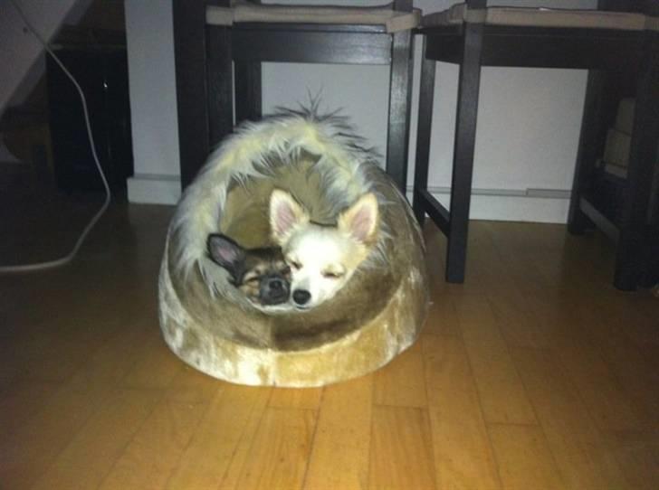 Chihuahua Coco - Puttetroldene :p billede 9