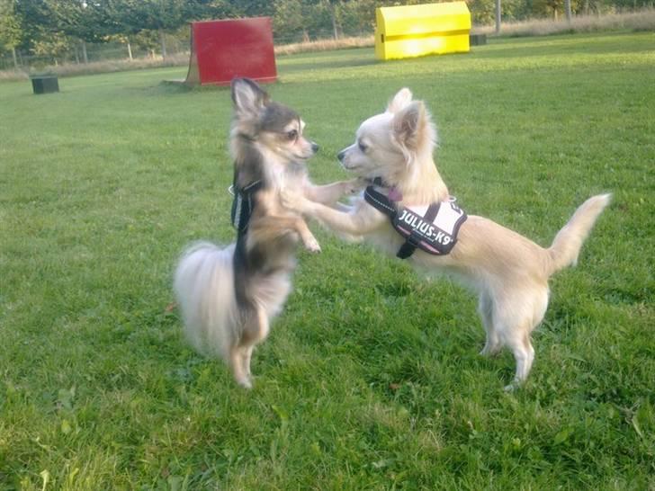 Blanding af racer Vega - Vega leger med Cody :)  billede 15