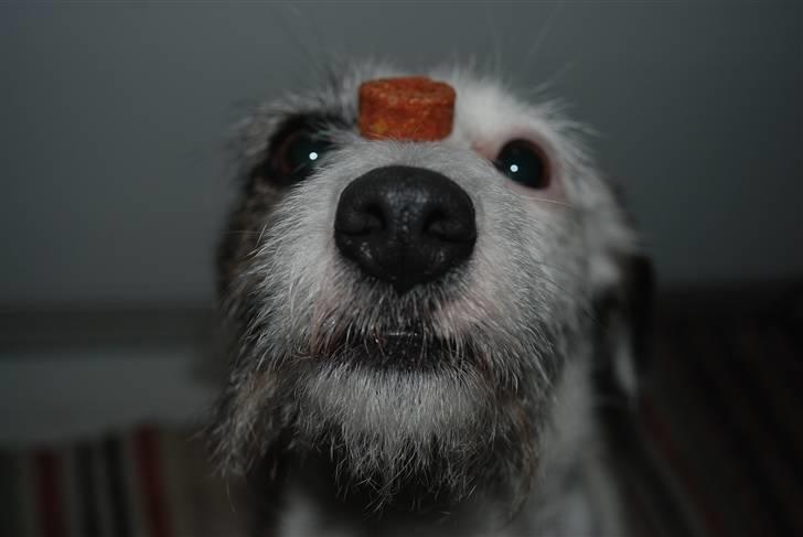 Jack russell terrier Billie *Bils* - Billie under udførelsen af tricket ´´god bid på snude!´´ billede 14