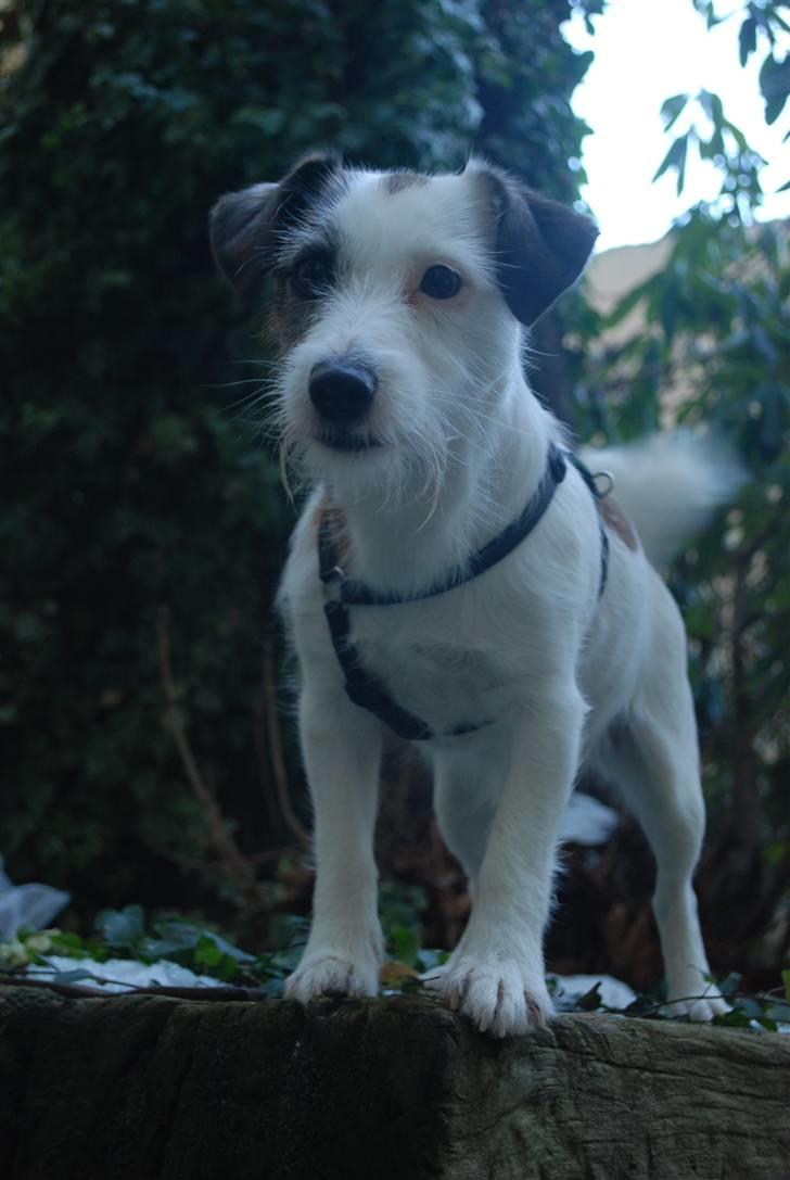 Jack russell terrier Billie *Bils* billede 15