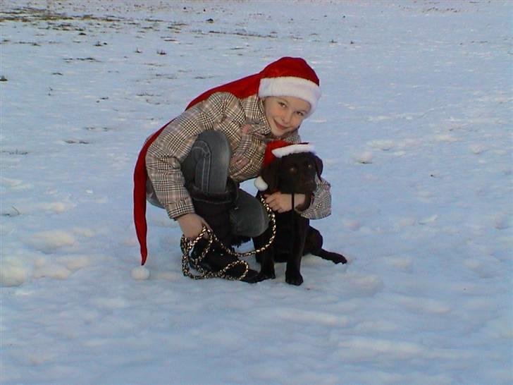 Labrador retriever Nougat - julefoto med Nougat og Janne :-D billede 12