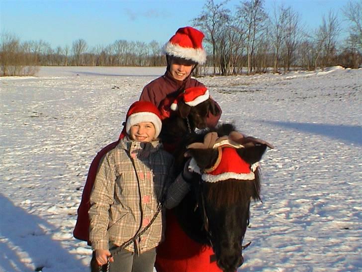 Labrador retriever Nougat - det kan være Nougat skal arve Iceman efter mig :-D billede 7