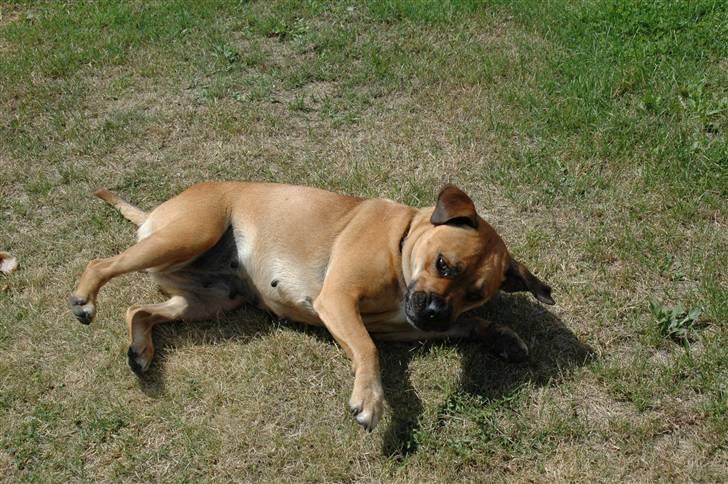 Blanding af racer nuggi <3 billede 12