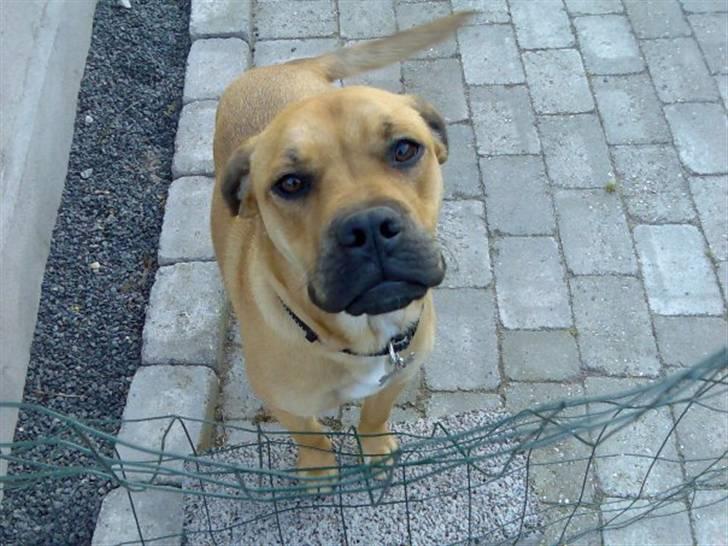 Blanding af racer nuggi <3 billede 13