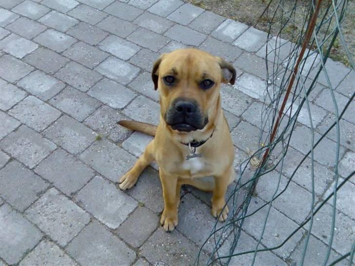 Blanding af racer nuggi <3 billede 14