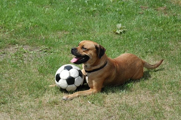 Blanding af racer nuggi <3 billede 15