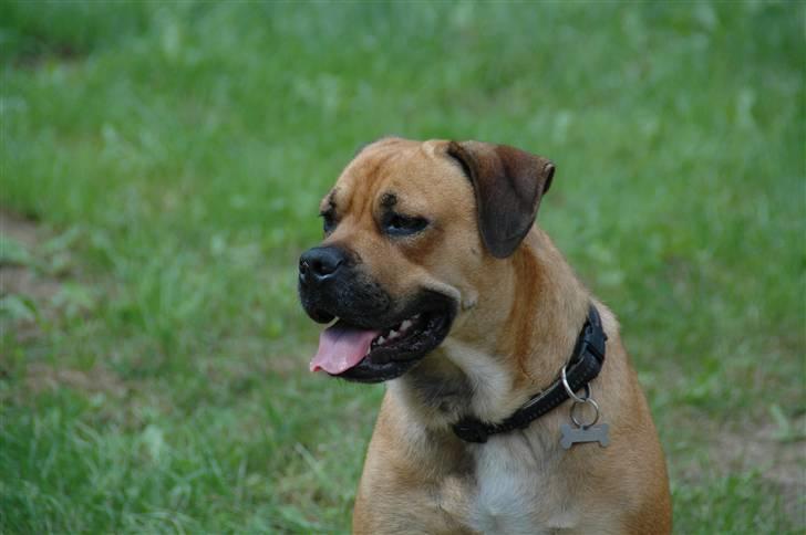 Blanding af racer nuggi <3 billede 16