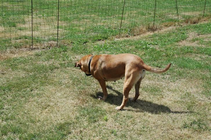 Blanding af racer nuggi <3 billede 17