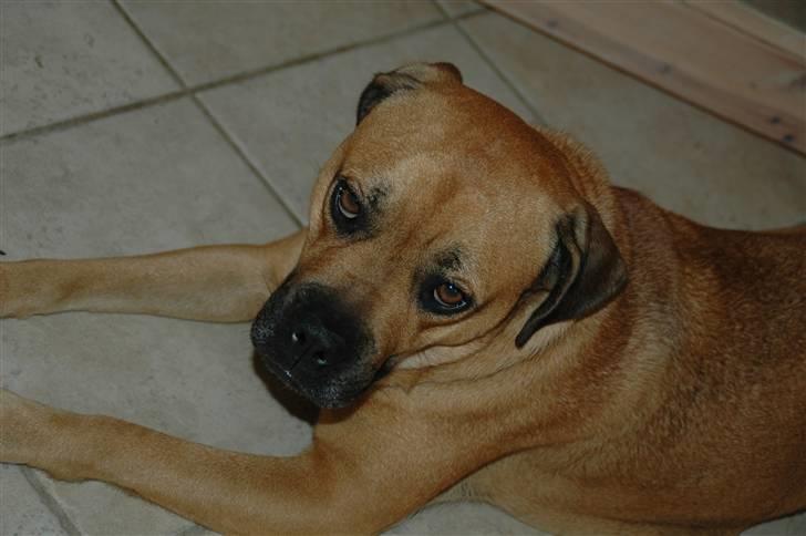 Blanding af racer nuggi <3 billede 18