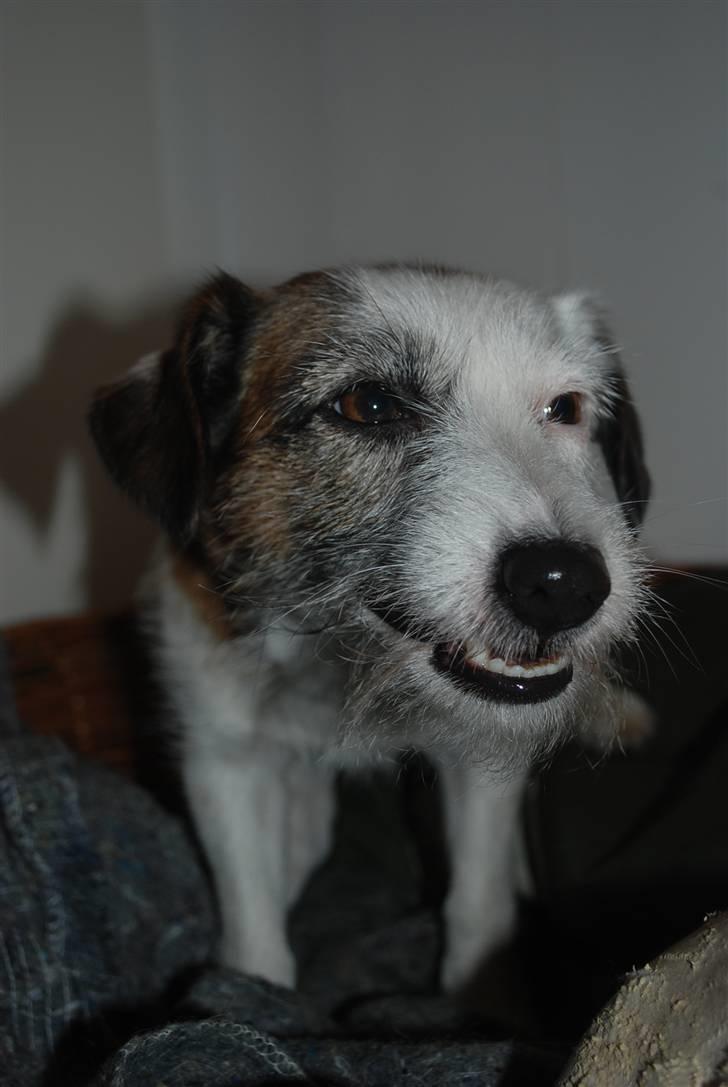 Jack russell terrier Billie *Bils* - NYT ´´Hey smukke.....´´ XD billede 18