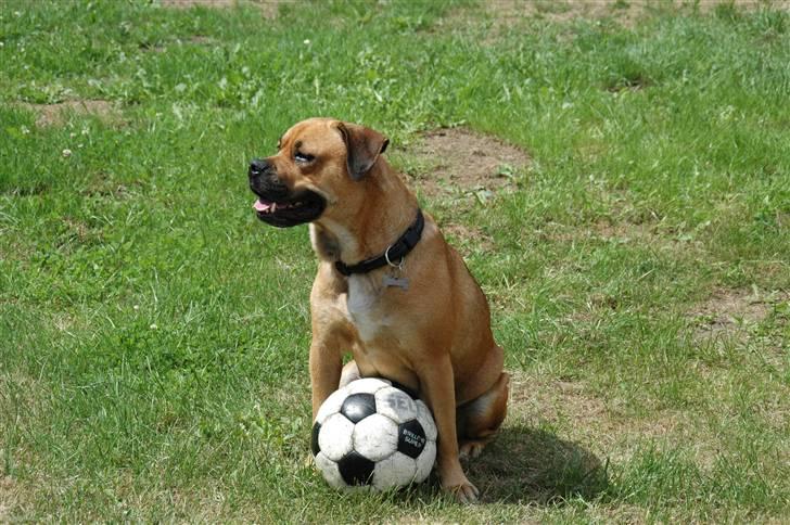 Blanding af racer nuggi <3 billede 19