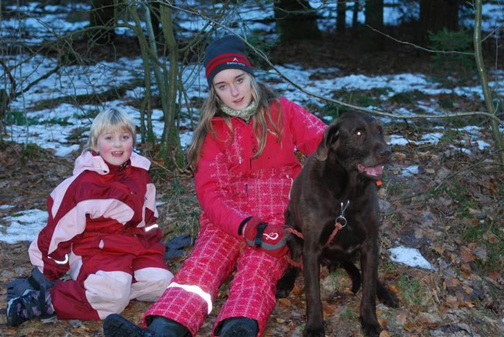 Ruhåret hønsehund Sofus ^^DØD^^ /::<3  billede 6