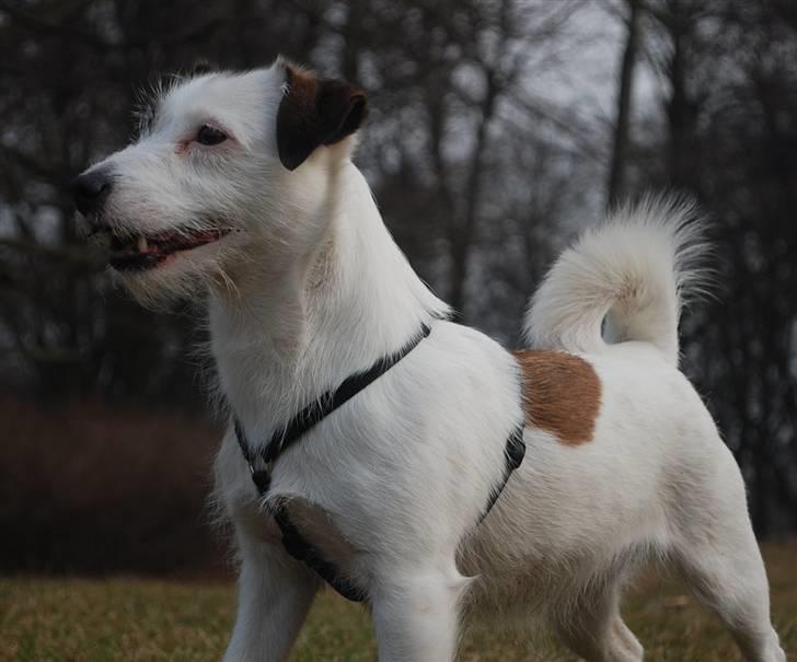 Jack russell terrier Billie *Bils* - Billie stiller op som model i fælle parken 2011. VELKOMMEN til Bils profil! billede 1
