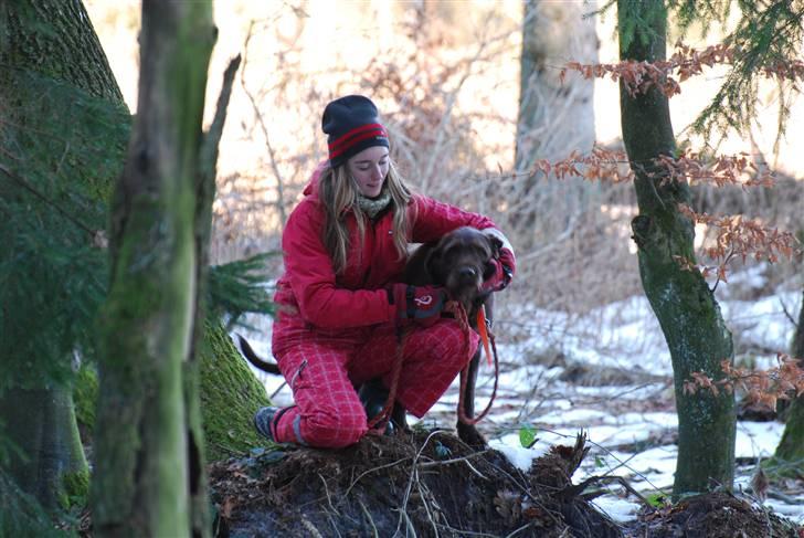 Ruhåret hønsehund Sofus ^^DØD^^ /::<3  billede 7