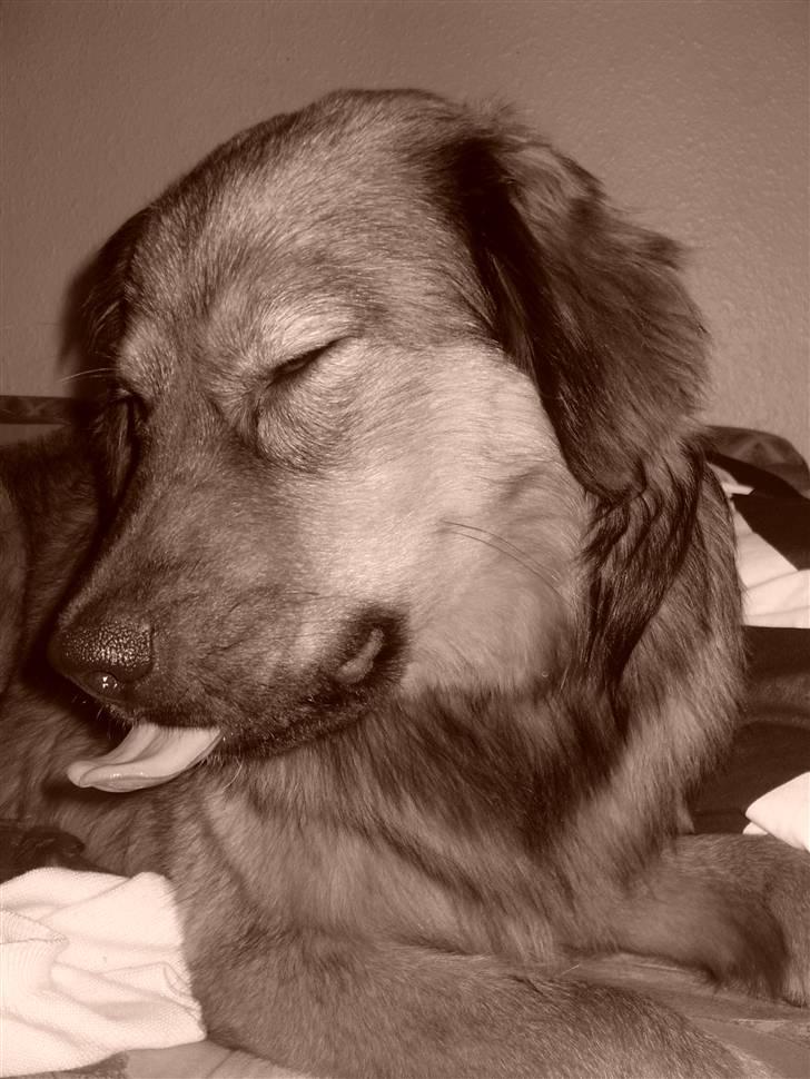 Blanding af racer Snoopy billede 1