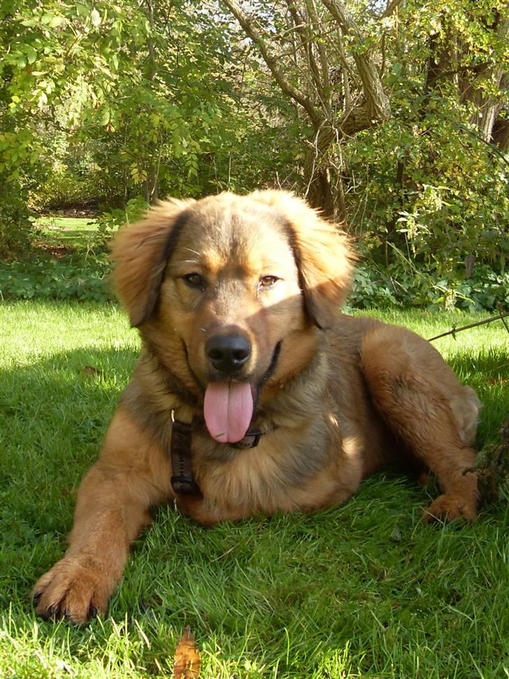 Blanding af racer Snoopy billede 2