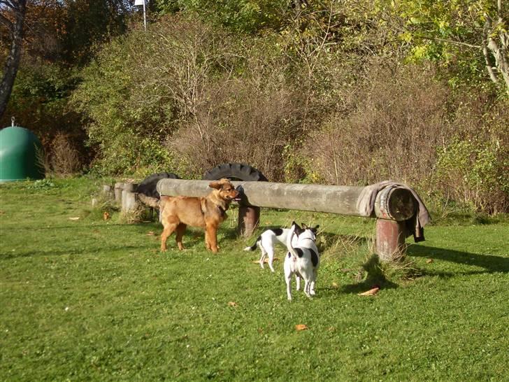 Blanding af racer Snoopy - :) billede 3