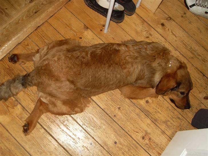 Blanding af racer Snoopy billede 4