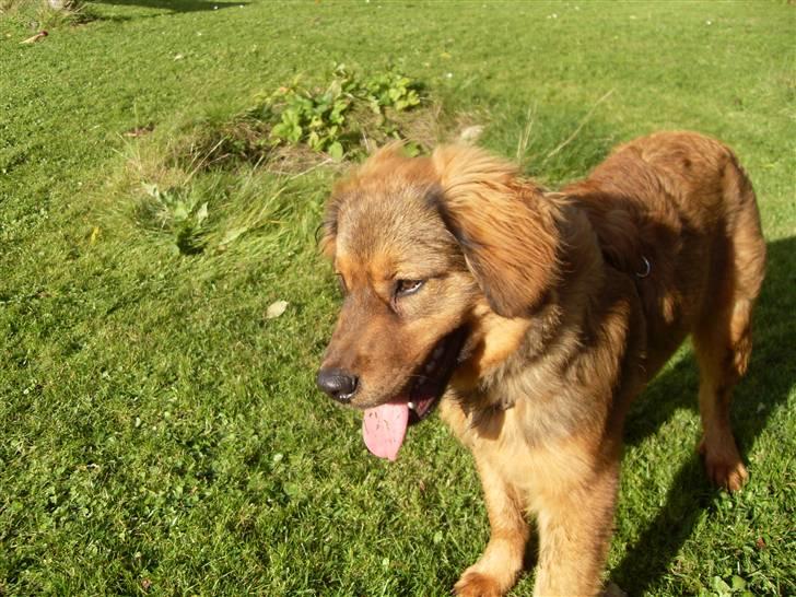 Blanding af racer Snoopy billede 5